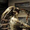 gigermuseum6