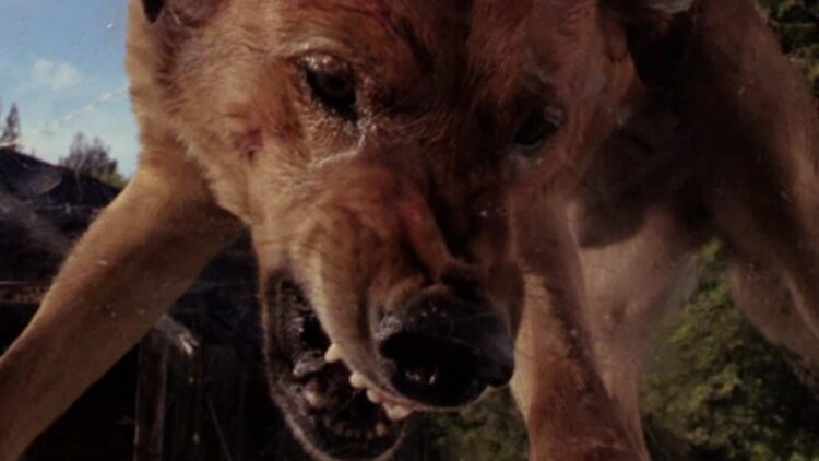 Quoi de neuf sur Shudder – Juillet 2025 5 The Pack Still